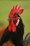 Vorwerkhuhn Hahn Portrait / cock portrait