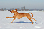 rennender Rhodesian Ridgeback / running Rhodesian Ridgeback