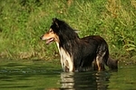 badender Langhaarcollie / bathing longhaired collie