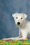 Parson Russell Terrier