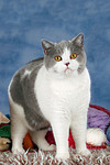 Britisch Kurzhaar / british shorthair