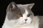 Britisch Kurzhaar / british shorthair