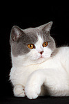 Britisch Kurzhaar / british shorthair