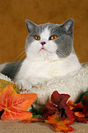 Britisch Kurzhaar / british shorthair