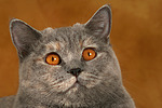 Britisch Kurzhaar / british shorthair