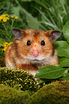 Goldhamster / golden hamster