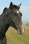 Sachsen Anhaltiner Warmblut / horse