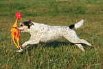 Parson Russell Terrier