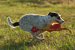 Parson Russell Terrier