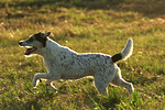 Parson Russell Terrier