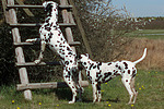 Dalmatiner / dalmatian