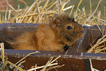 Rosettenmeerschwein / guninea pig