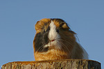 Glatthaarmeerschwein / smooth-haired guninea pig