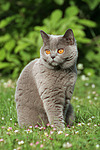 Britisch Kurzhaar / british shorthair