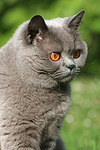 Britisch Kurzhaar / british shorthair