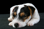 Parson Russell Terrier Welpe / parson russell terrier puppy