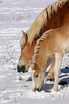 Haflinger / haflinger horses