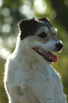 Parson Russell Terrier