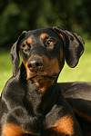 Dobermann / doberman pinscher