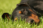 Dobermann / doberman pinscher