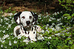 Dalmatiner / dalmatian