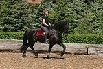 Frau reitet Friese / woman rides friesian horse
