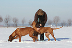 Frau mit Rhodesian Ridgebacks / woman with Rhodesian Ridgebacks