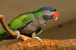 Chinasittich / Derbyan parakeet