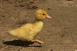 junge Warzenente / young muscovy duck