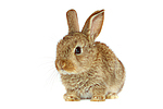 Zwergkaninchen / dwarf rabbit