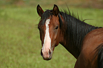 Deutscher Reitpony Hengst / pony stallion