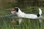 schwimmender Parson Russell Terrier / swimming PRT