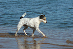 laufender Parson Russell Terrier / walking PRT