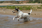 Parson Russell Terrier