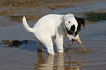 Parson Russell Terrier Welpe / parson russell terrier puppy