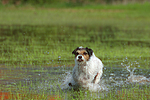 rennender Parson Russell Terrier / running PRT