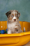 Miniature Australian Shepherd Welpe / miniature australian shepherd puppy