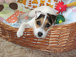 Parson Russell Terrier im Körbchen / PRT in basket