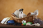 Parson Russell Terrier Welpe mit Welpenausstattung / PRT puppy