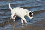 Parson Russell Terrier Welpe / parson russell terrier puppy