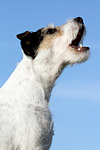 bellender Parson Russell Terrier / barking PRT