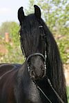 Friese / frisian horse