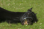 Friese / frisian horse