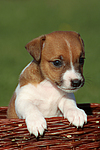 Jack Russell Terrier Welpe / jack russell terrier puppy