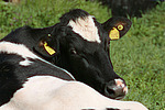 Rind Portrait / cattle portrait