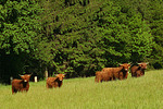 Schottische Hochlandrinder / highland cattles