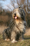 Bearded Collie