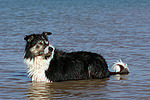 Border Collie liegt im Wasser / Border Collie lying in water