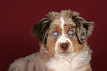 Miniature Australian Shepherd Welpe / miniature australian shepherd puppy