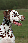 Dalmatiner / dalmatian